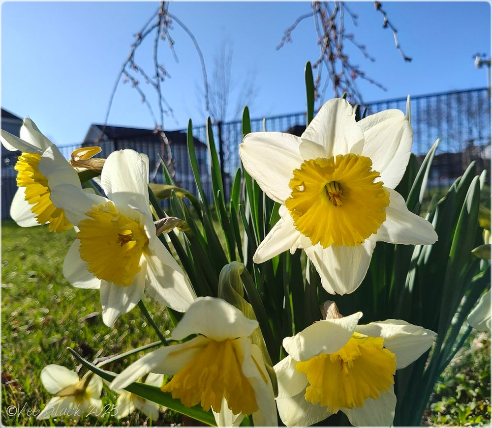 Close up of white yellow daffodils in the sun. Blurred background with a black thin fence, some houses, cherry tree branches and blue sky.