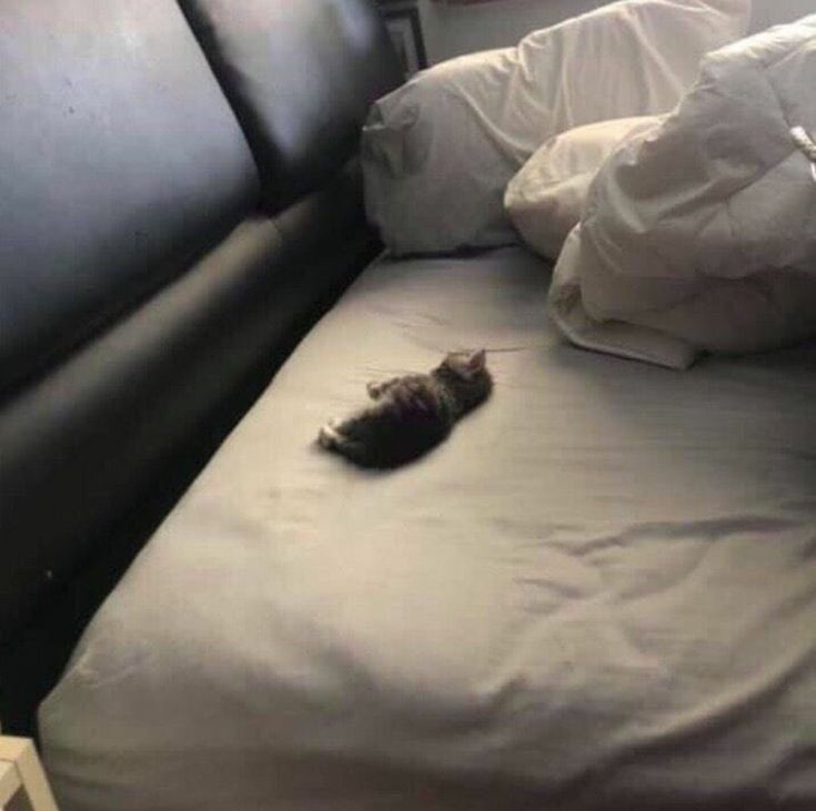 small kitten lying in a big bed.