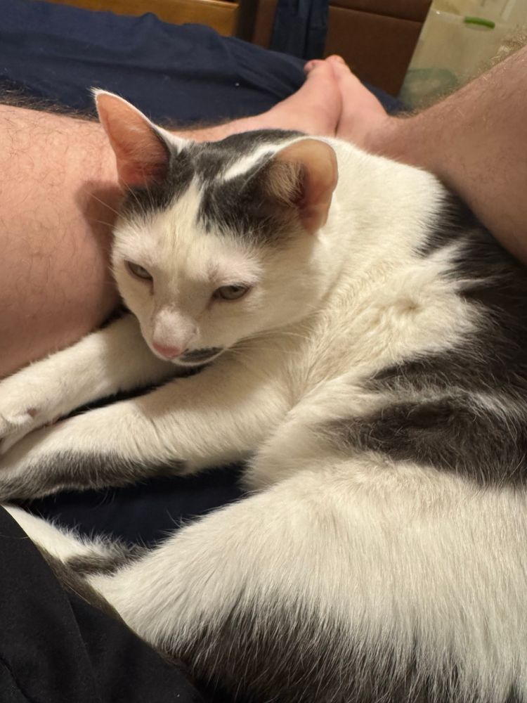 A photo of my cat Alphie curled up in between my legs half asleep