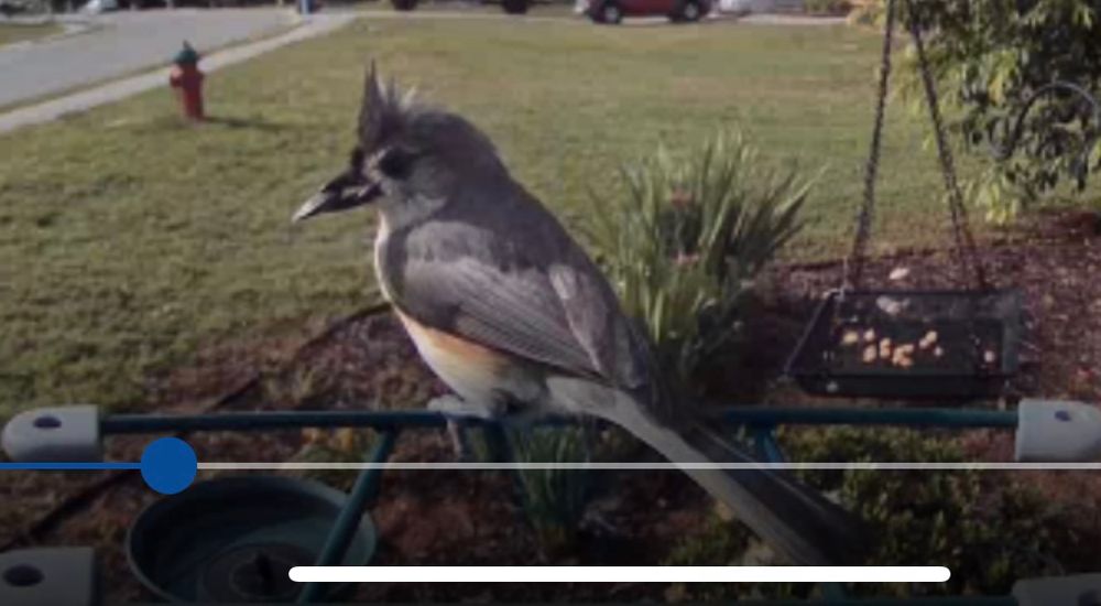Tufted titmouse with a sunflower seed in its beak 
