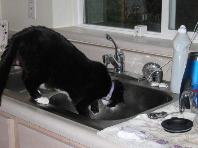 Black cat turning on kitchen faucet to drink water and then turns it off when finished. 