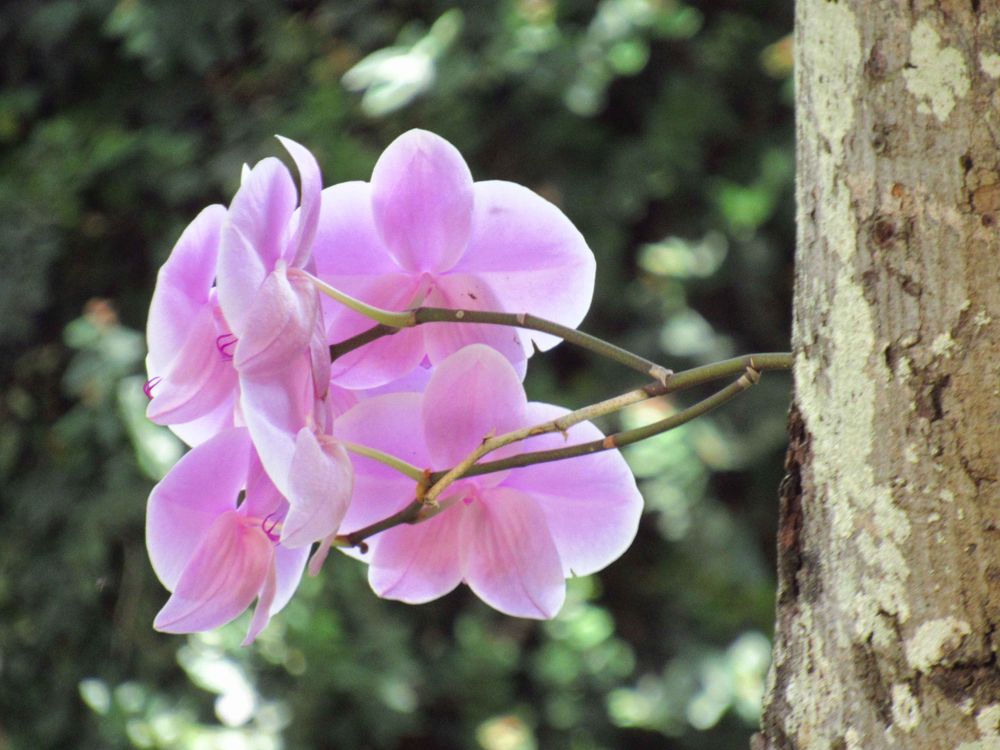 Foto de uma flor rosa em uma árvore