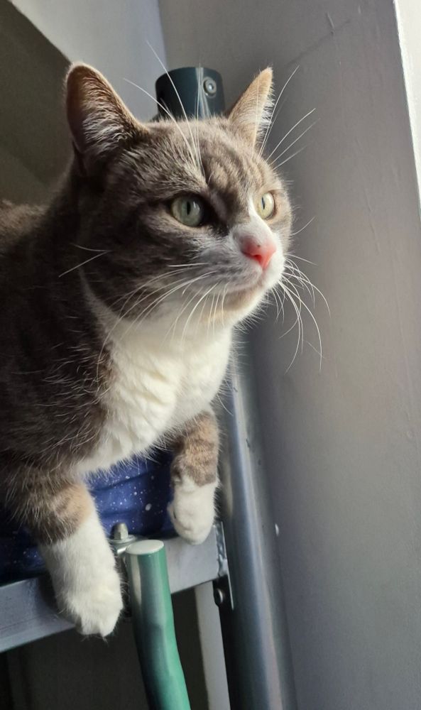 A grey cat on a bunk bed.