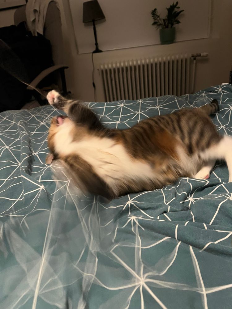 Blurry picture of my cat chasing a string 
