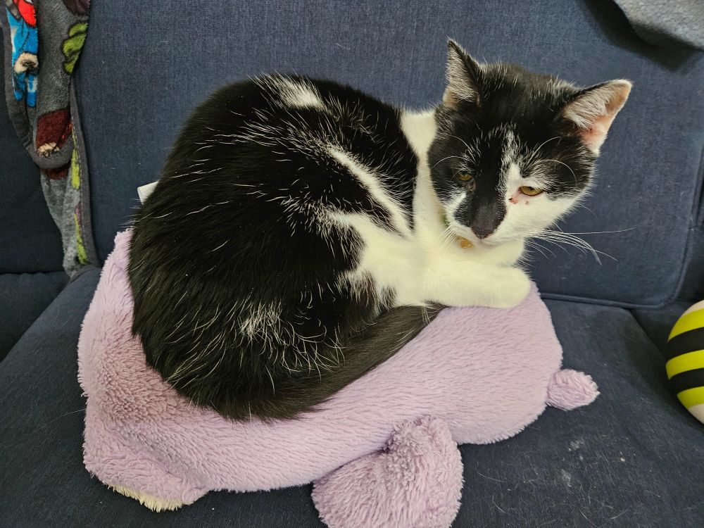 A black and white cat sitting on top of a stuffed bear 