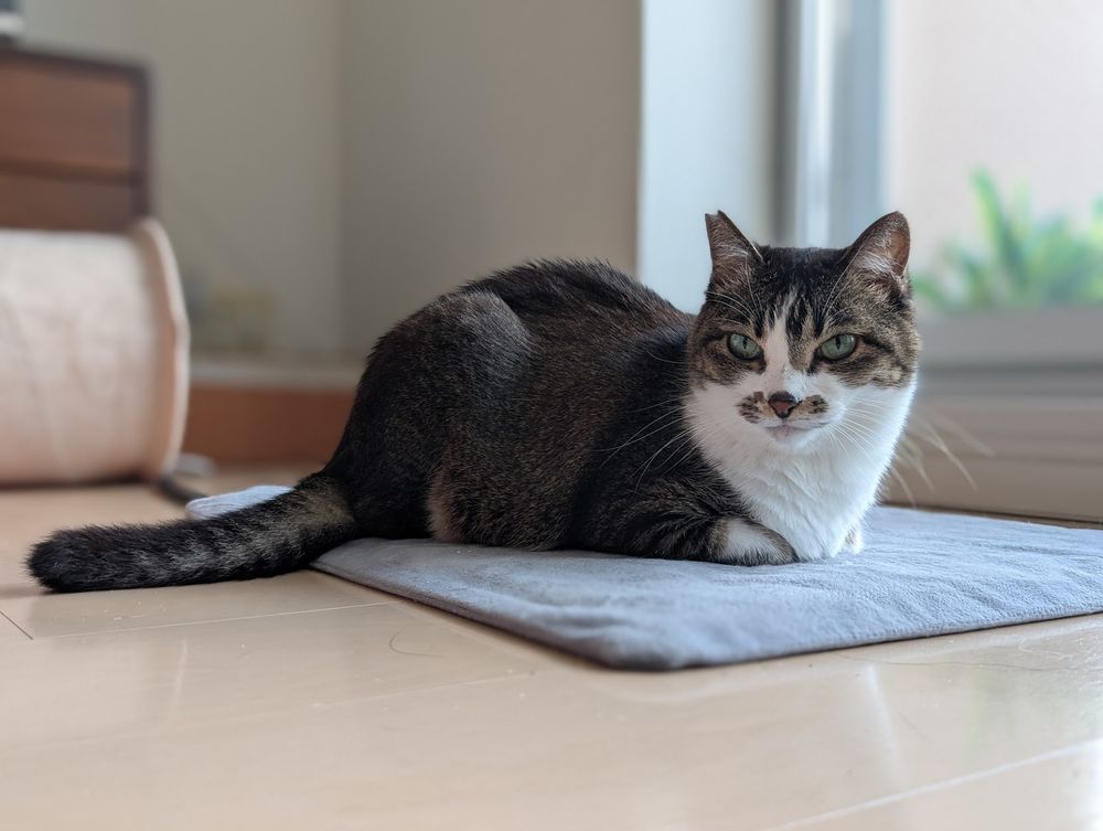 A cat sitting on her heated pad.