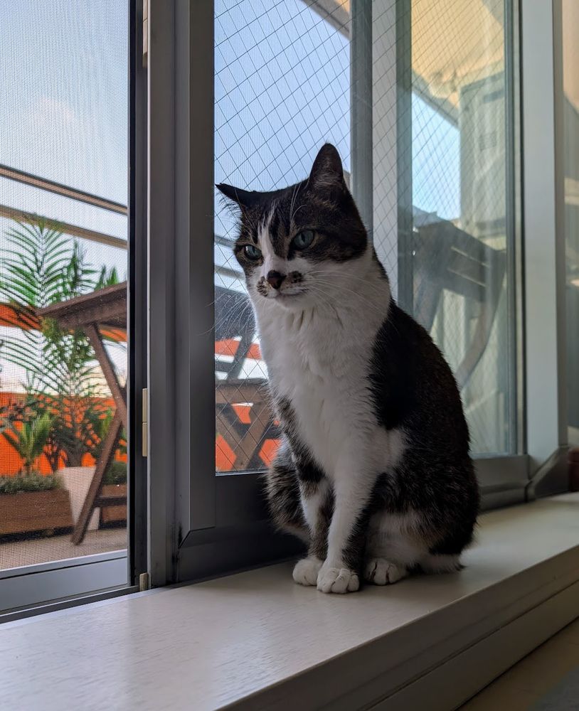 A cat sitting by the window.