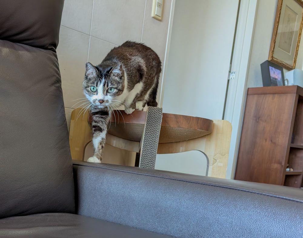 A cat stepping onto a couch from above. 