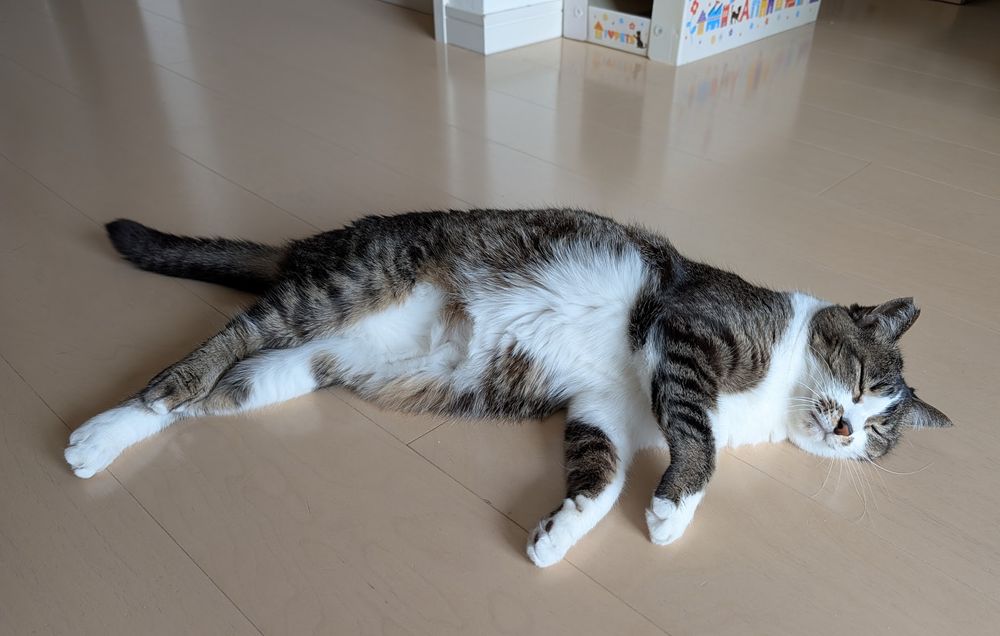 A cat asleep on the floor.