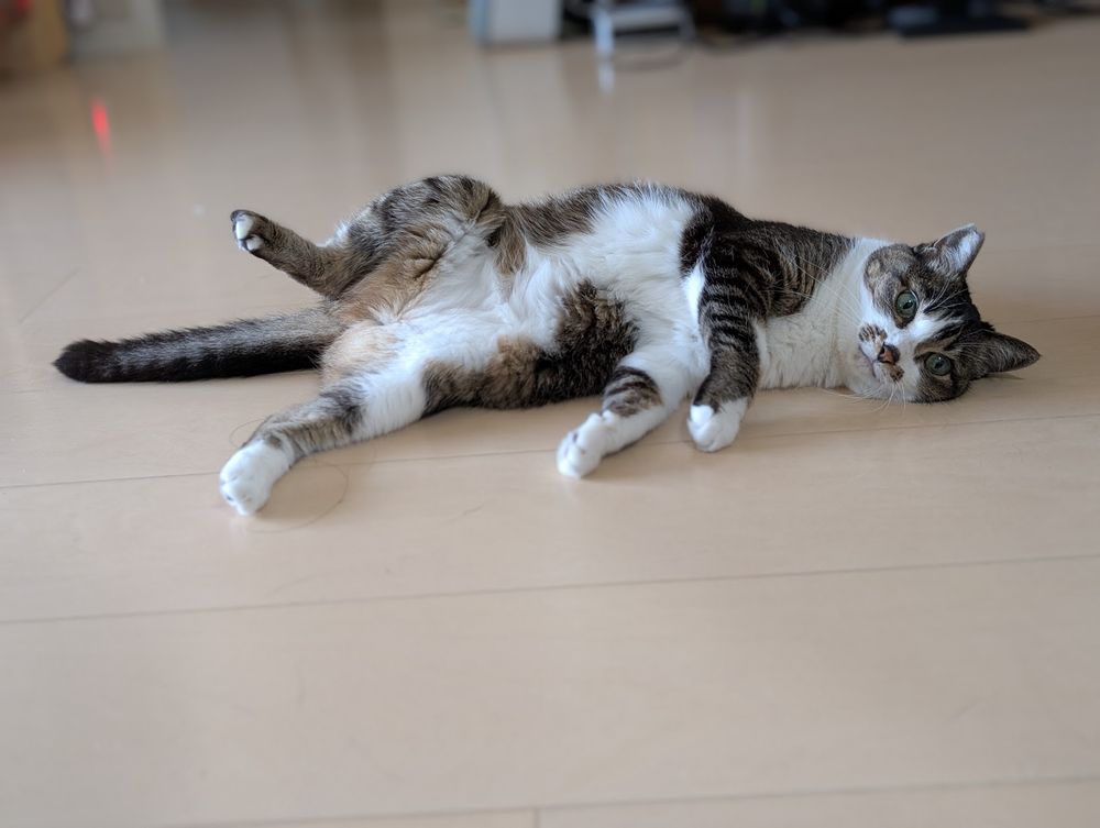 A cat on the floor.