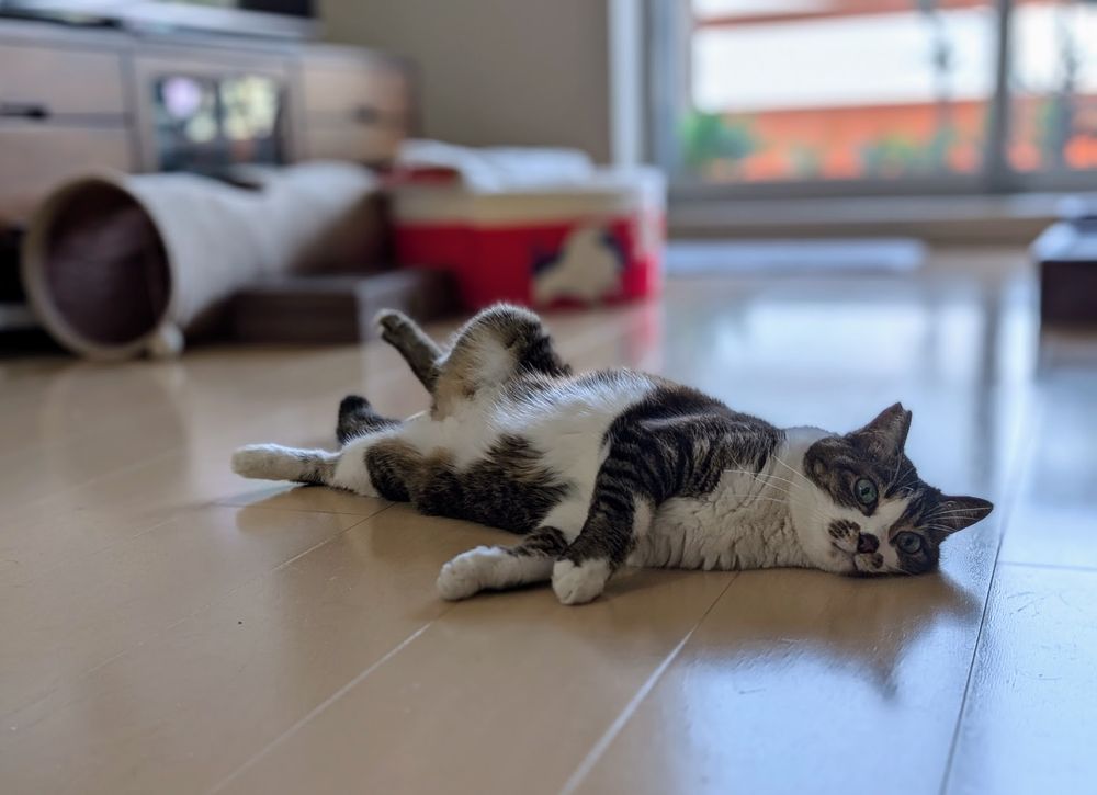 A cat on her side on the floor looking at the camera.