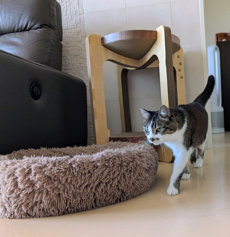 A cat walking. 