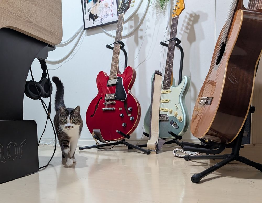 A cat walking near some guitars.