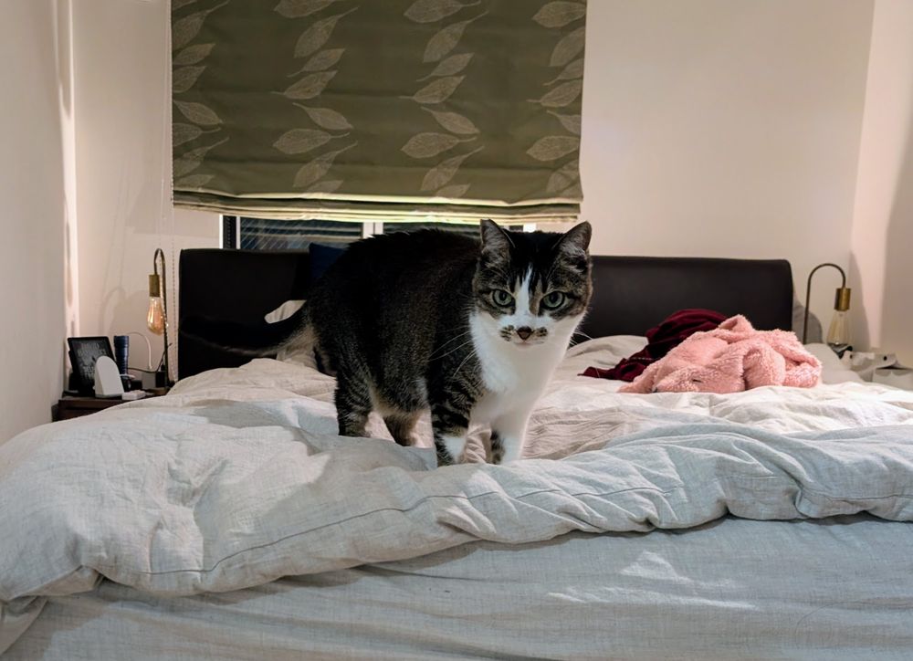A cat on the bed.