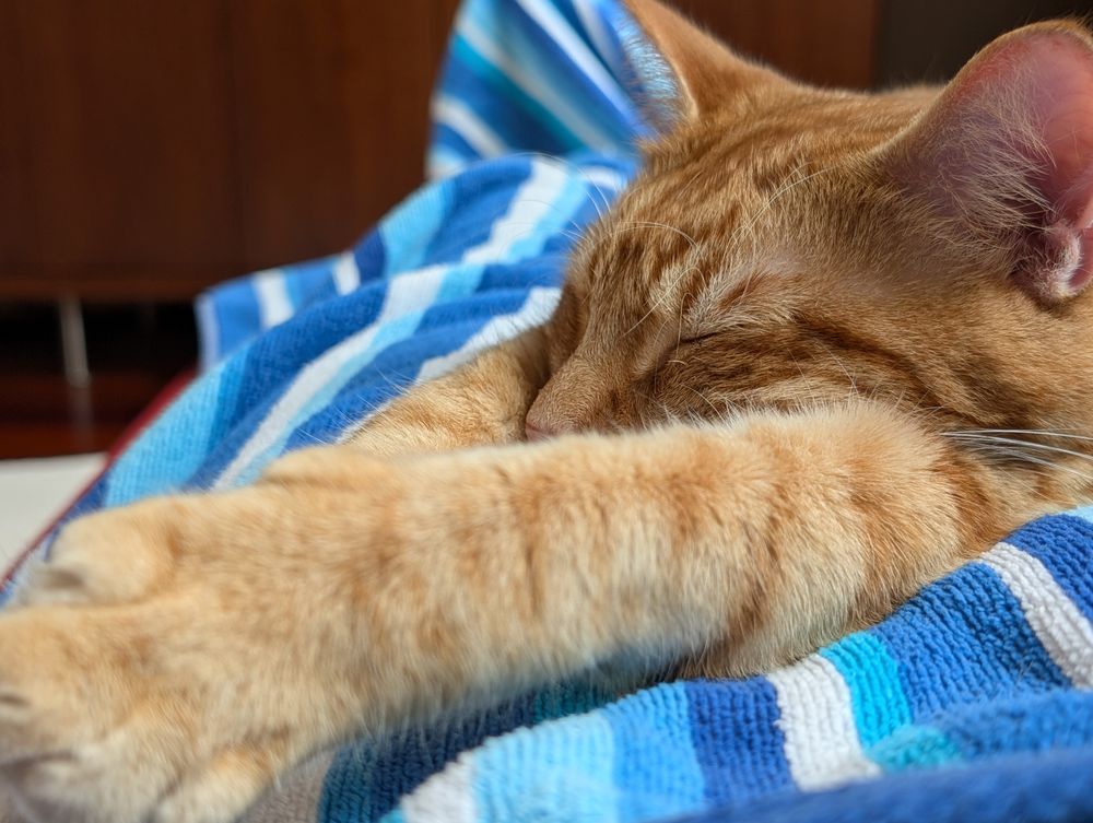 An orange striped cat, stretched out and snoozing on his arms, on a blue striped beach towel, over my legs.
