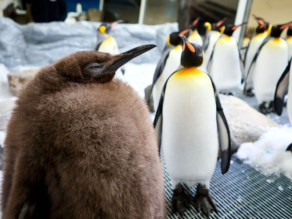 Meet Pesto, the Biggest Baby Penguin This Australian Aquarium Has Ever Seen