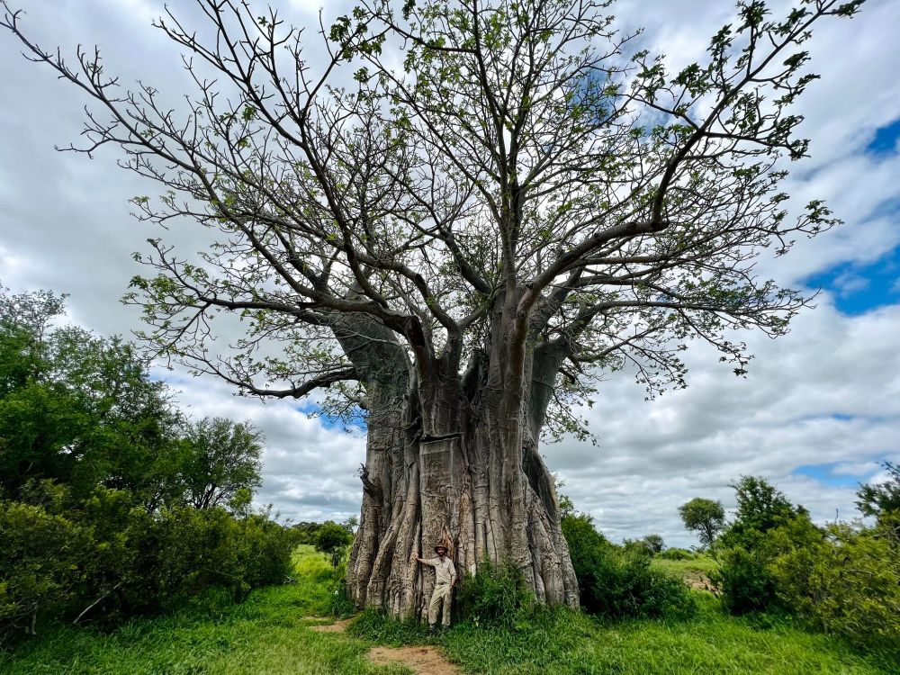 Real baobab and scientist together