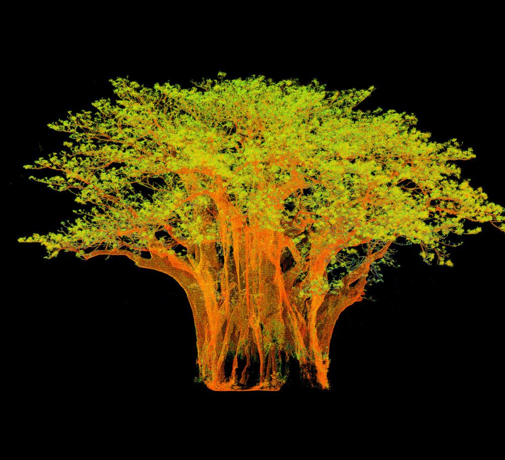 Regular sized scientist standing near a huge baobab tree in 3D
