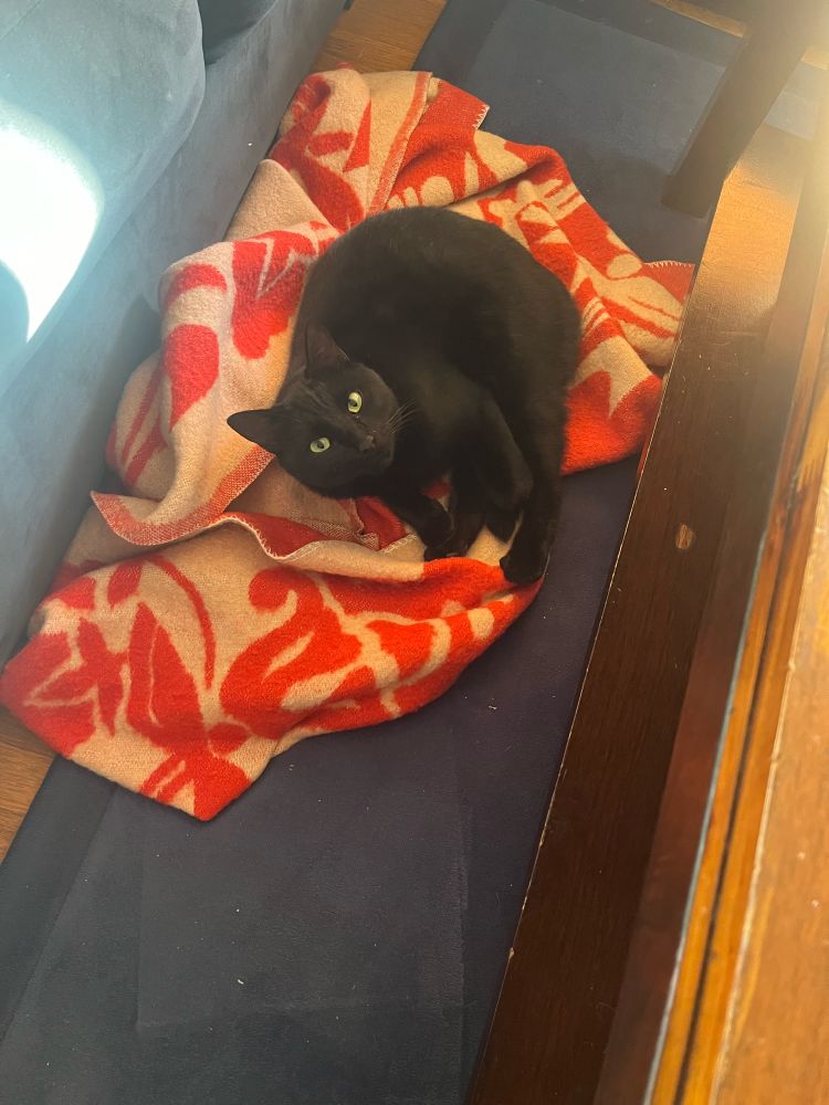 Picture is of a black cat lying on a cozy blanket in the floor looking very satisfied with himself 