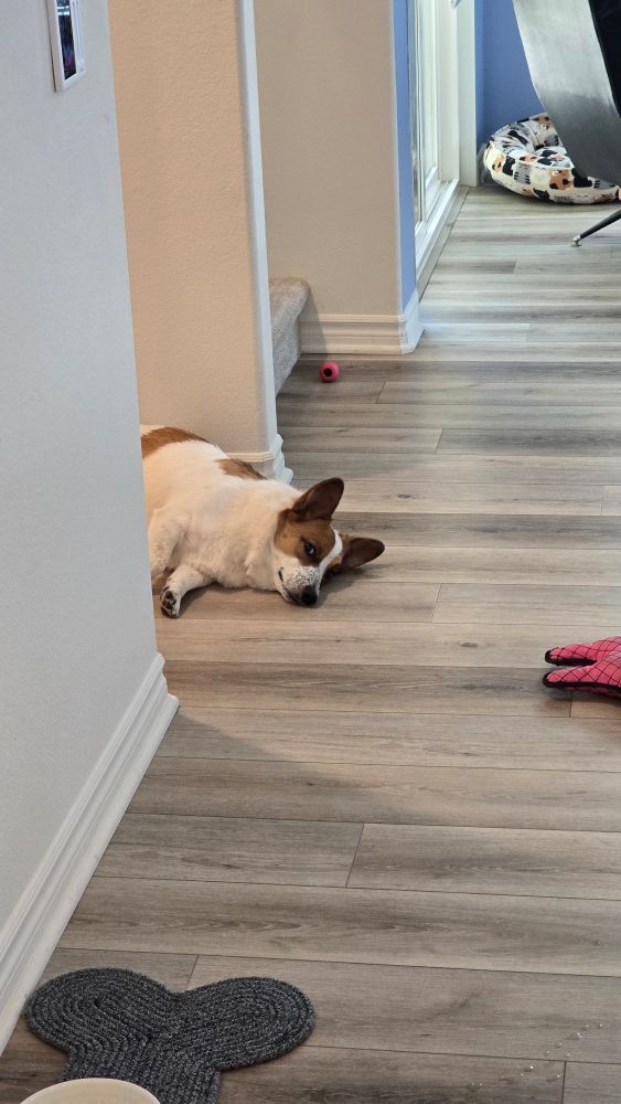 A corgi lying tired in a hallway, looking at the viewer. 