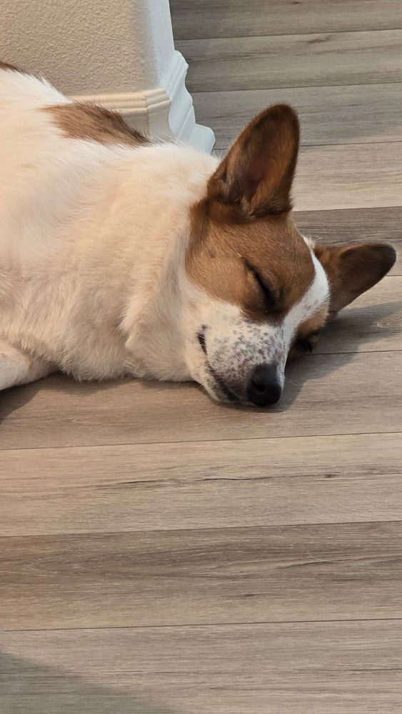 A closer image of the Corgis face, eyes closed 