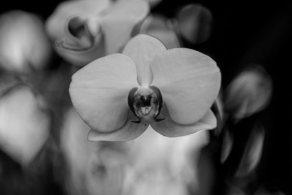 closeup of a flower that looks like an eye-less face screaming 