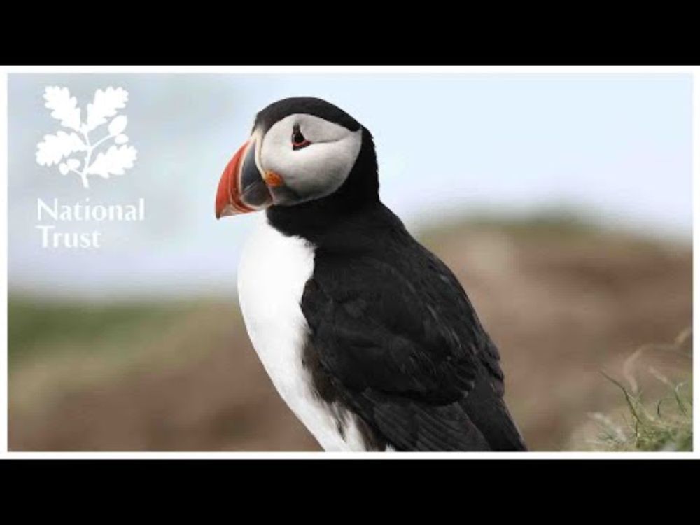 Watch our LIVE camera from the puffin colony on the Farne Islands, Northumberland, UK