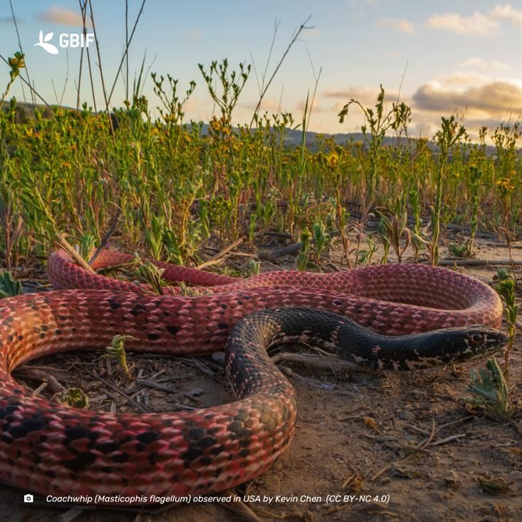 close-up photograph of a brilliant red and black snake in a field 