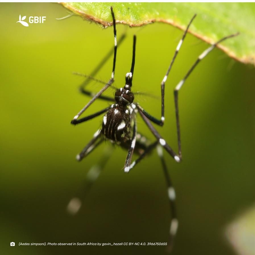 photograph of a black and white striped mosquito