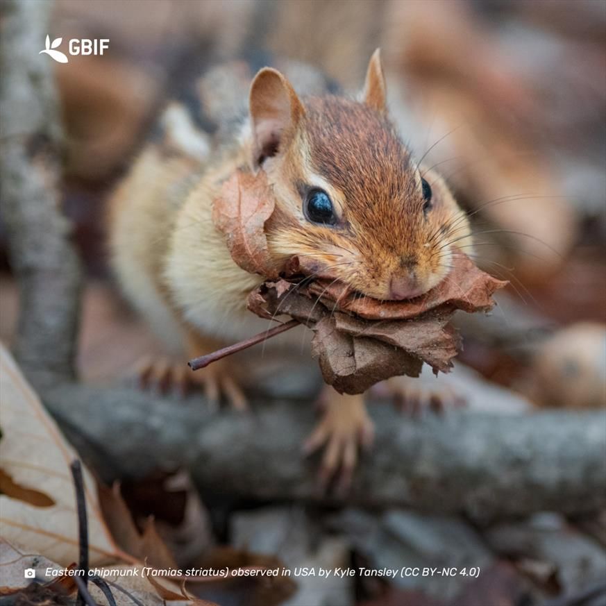 Photo of a chipmunk foraging