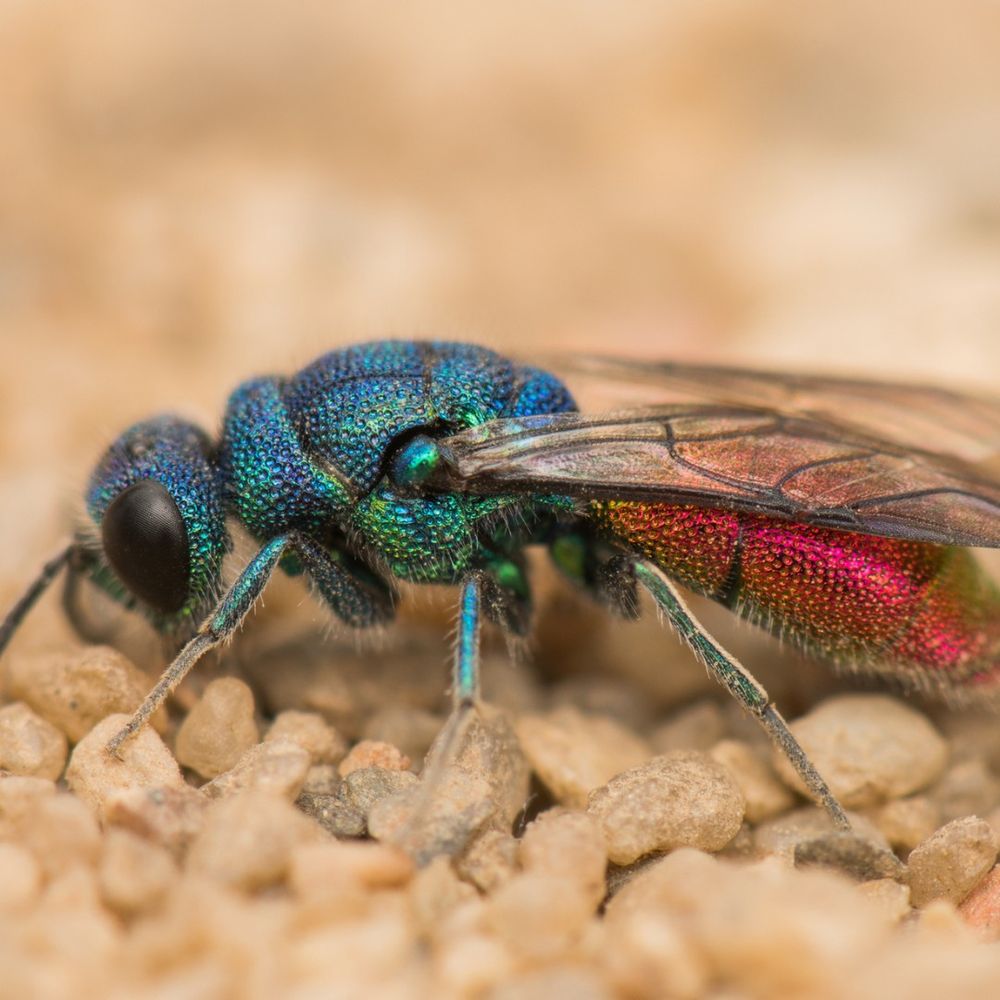 rainbow coloured insect