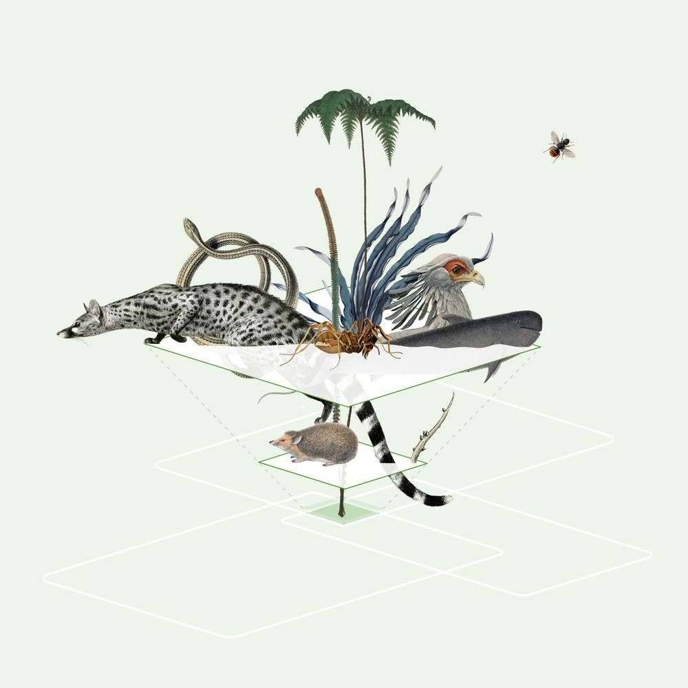 green graphic with various biological drawings