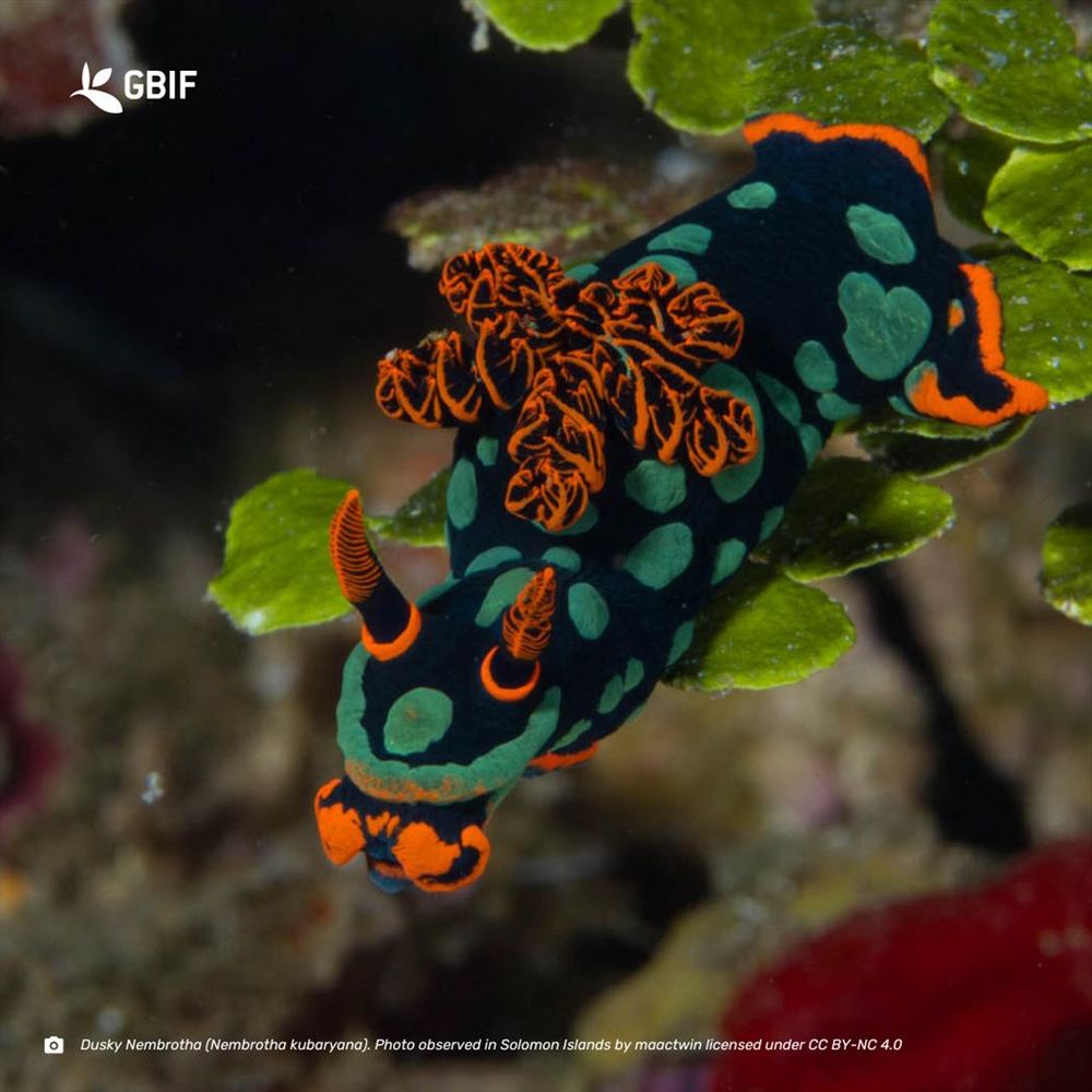 red orange and black nudibranch