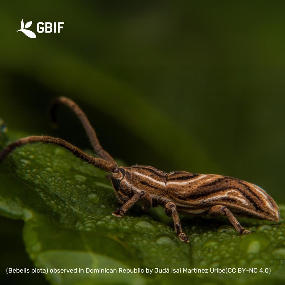 brown fuzzy moth on a leaf