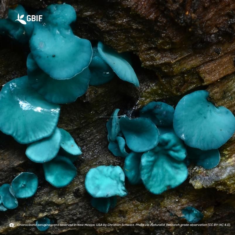 several bright blue fungi fruiting bodies on a log