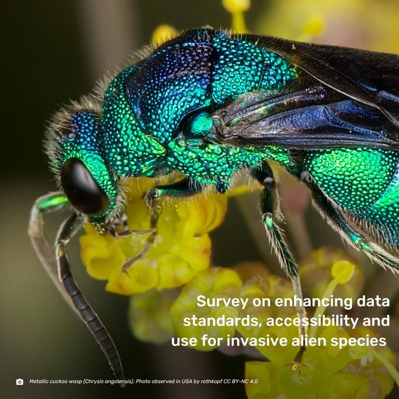 bright green and blue wasp