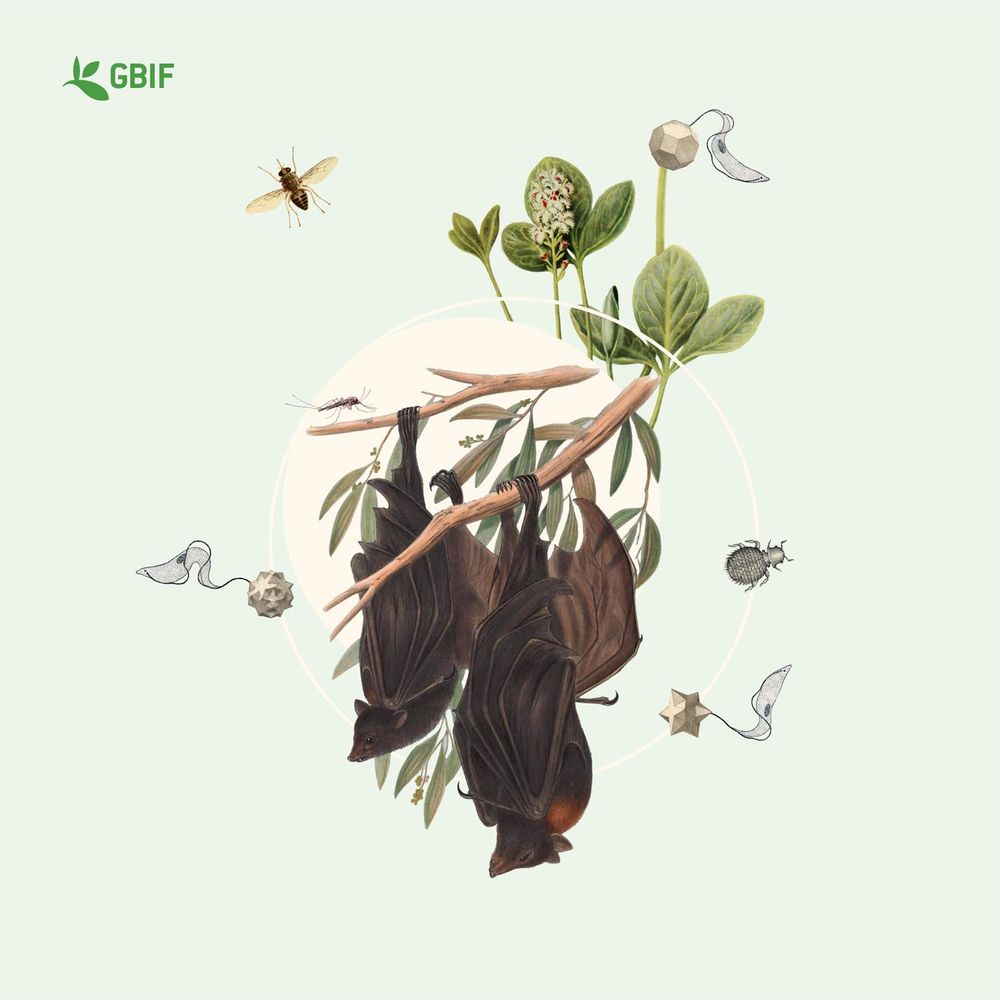 a collage of fruit bats and other vector species on a green background