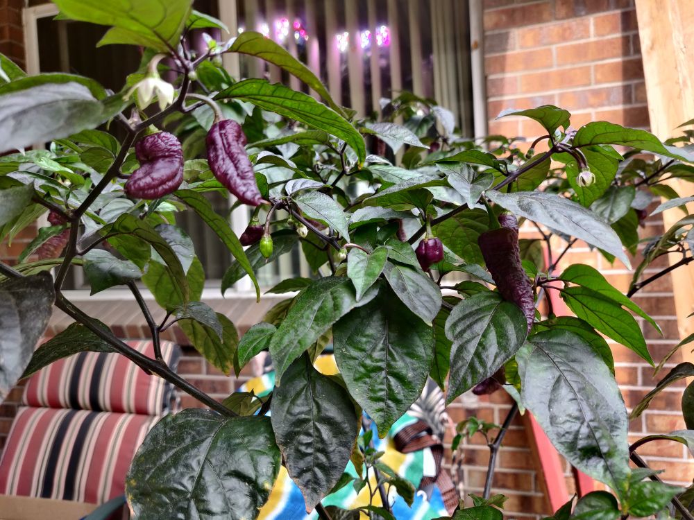 One of many superhot pepper plants loaded with pretty purple pods