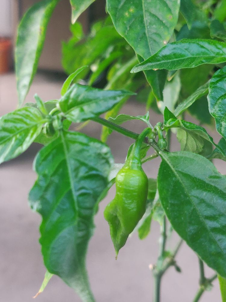 Another superhot chile getting started