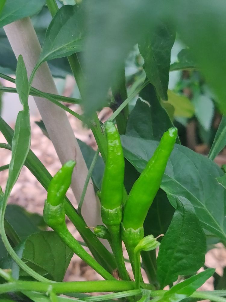 Thai chilis getting big!