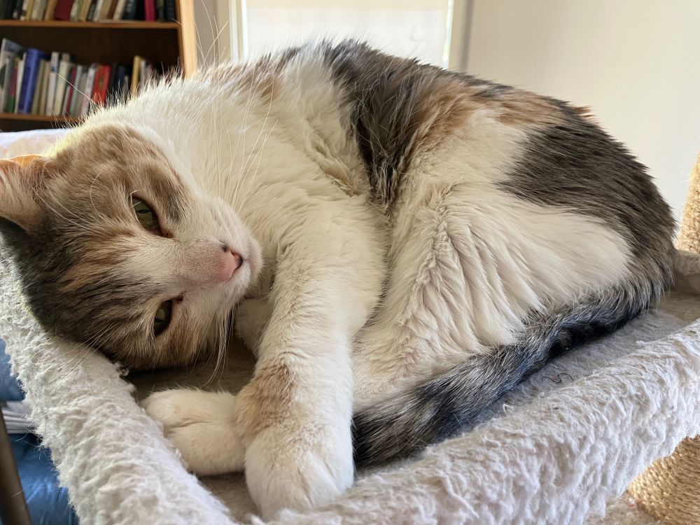 Calico cat curled up on a square flat top of a cat condo. 