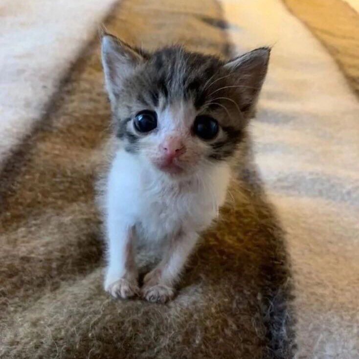 gato triste burro possessivo