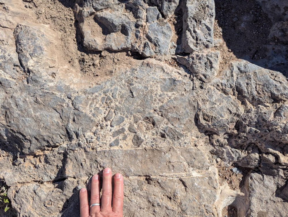 Photograph of a horizontal outcrop of rock, with geologist fingertips for scale. The Rock is light gray in the foreground, and darker gray in the background. Background. The darker gray limestone is broken into a series of chunks that are cemented by white calcite.