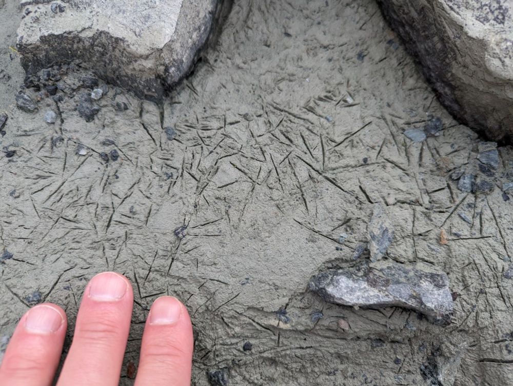 A dried mud puddle, with many randomly oriented needle shaped indentations. Fingers for scale.