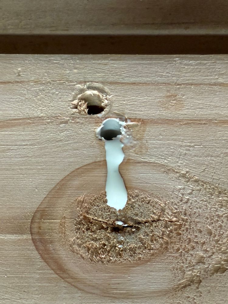 Close up of a piece of lumber with a couple holes drilled in it. There is a trail of glue leaking out of one one the holes.