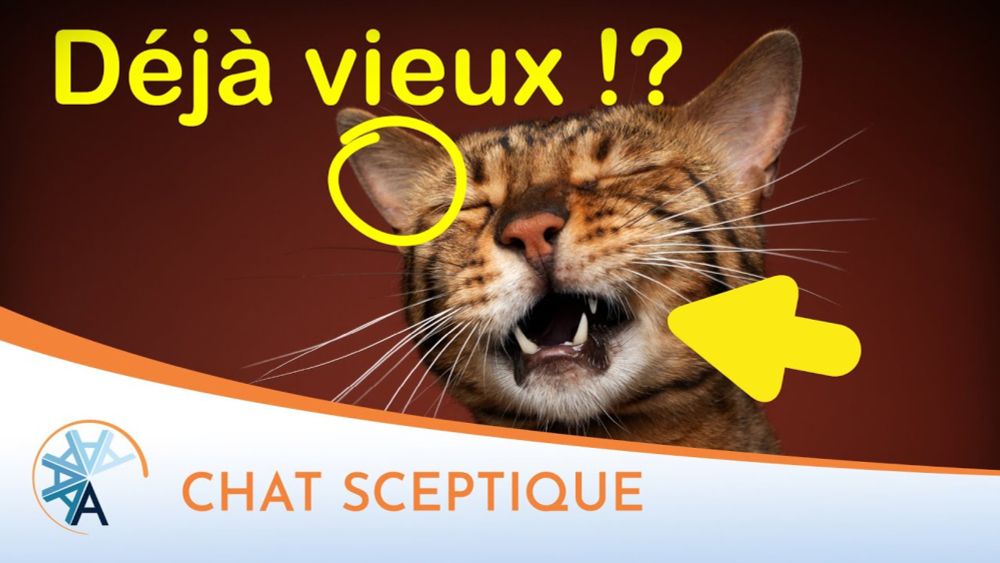 Quand les chats deviennent vieux, ils font ÇA