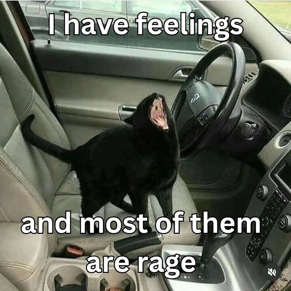 Pic of a cat in the driver’s seat of a car, screaming, w/ text: I have feelings and most of them are rage