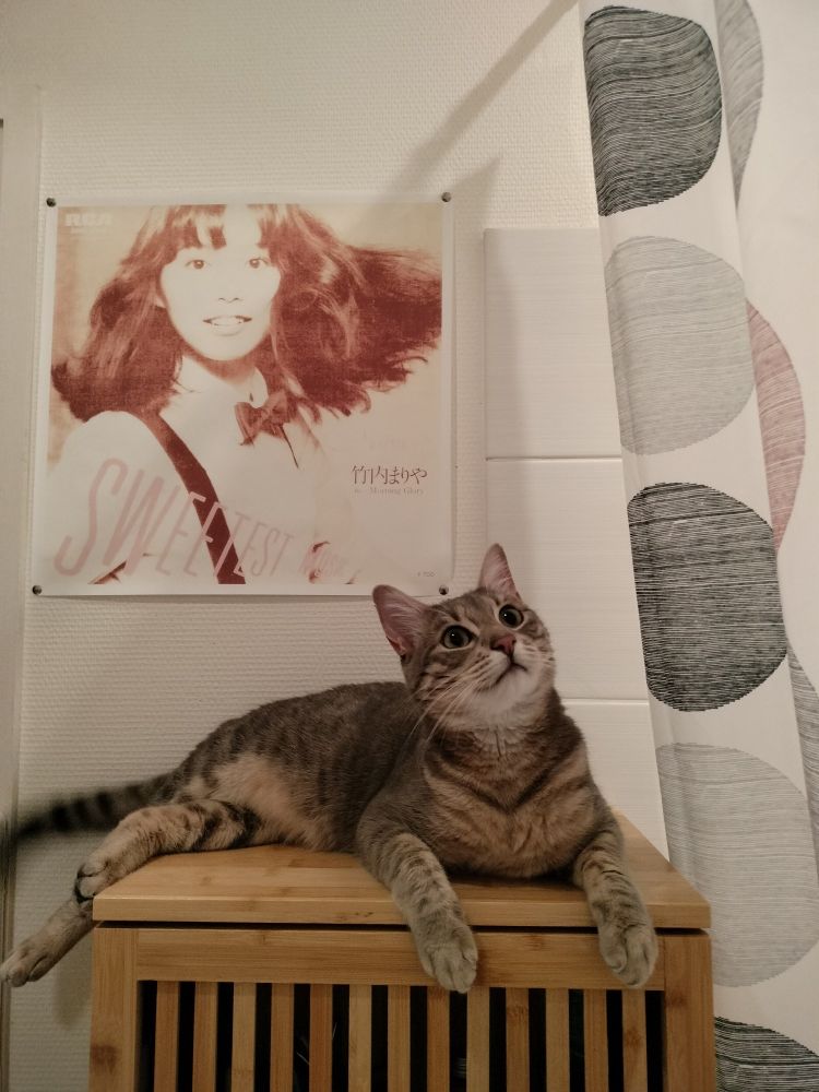 Adorable gros chat qui est en haut d'une étagère, full zoomies et qui cherche à faire des bêtises 