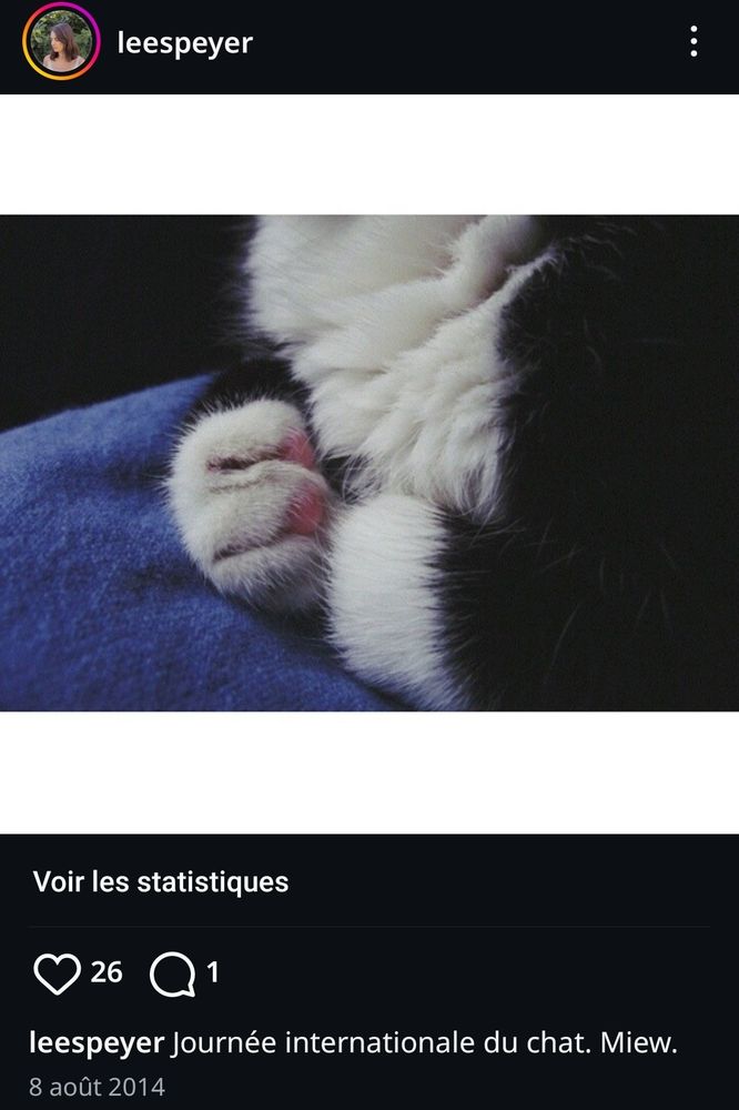 Photo de pattounes de chat