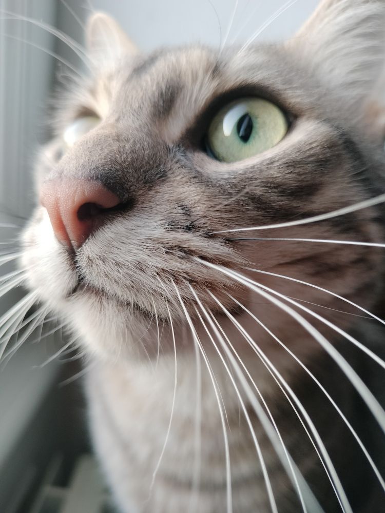 Gros plan sur la tête du plus beau chat au monde